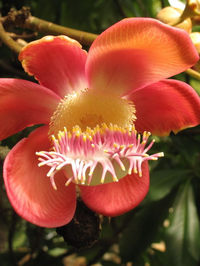 Coral-pink cannonball tree flower with a pale yellow centre