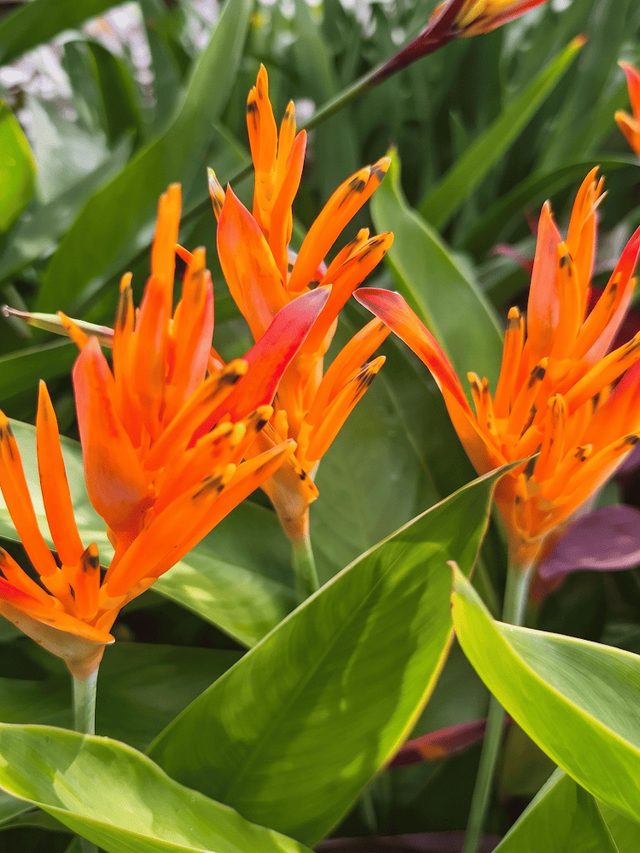 Orange and red bracts of a parakeet heliconia