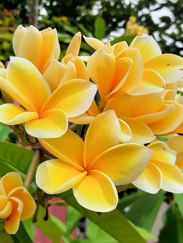 Cluster of yellow and white frangipani flowers